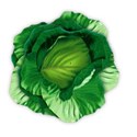 cabbage 02