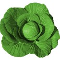 cabbage 03