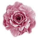 cabbage rose 01