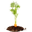 carrot dirt