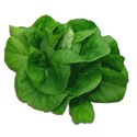 lettuce 01