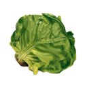 lettuce leaf 01