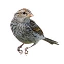 sparrow 03
