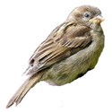 sparrow 04