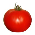tomato single