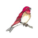 bird purple finch - Copy (3)