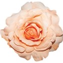 blush rose
