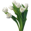 White tulips 1