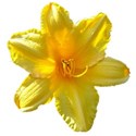 flower daylily yellow