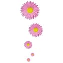 jThompson_pinkDaisy_flower3