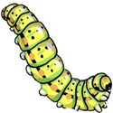 yellow caterpillar