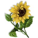 sunflower-ss_mikkilivanos
