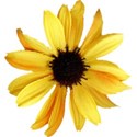 sunflower3-ss_mikkilivanos