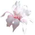 flower magnolia