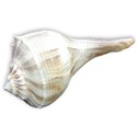 seashell1-relax_mikki