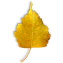 leaf5-ar-mikkilivanos