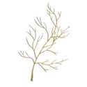 liquid gold twig