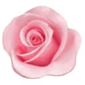 pink rose iffy