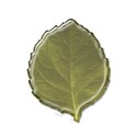 leaf1a