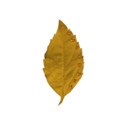 leafy1