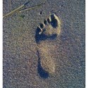 footprint on the beach background
