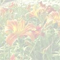 Day lily background