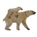 polar bear momma and her cub