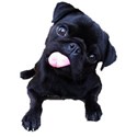 black pug puppy