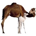 camel mamma and baby