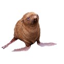ginger colored seal pup
