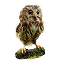 bird Owl