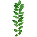 stierney-campout-leaf3