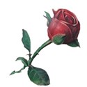 rose on a stem
