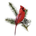 Cardinal sitting on pine branch