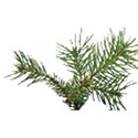 pine branch