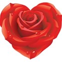 rose heart