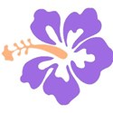 hibiscus flower purple