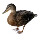 duck 3