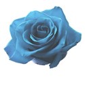 rose blue 1