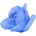 rose blue 4