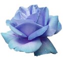 rose blue 5