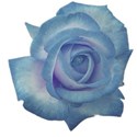 rose blue 6