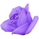 rose purple 4