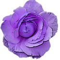 rose purple 2