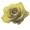 rose yellow 1