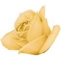 rose yellow 4
