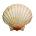 shell 6
