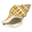 shell 7