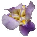 Iris mauve 1