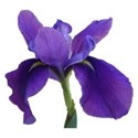 Iris mauve 5